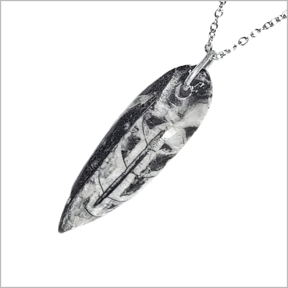 Genuine Orthoceras Fossil Pendant with Stainless Steel Necklace. NWOT